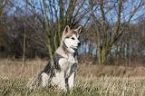 ALASKAN MALAMUTE 889